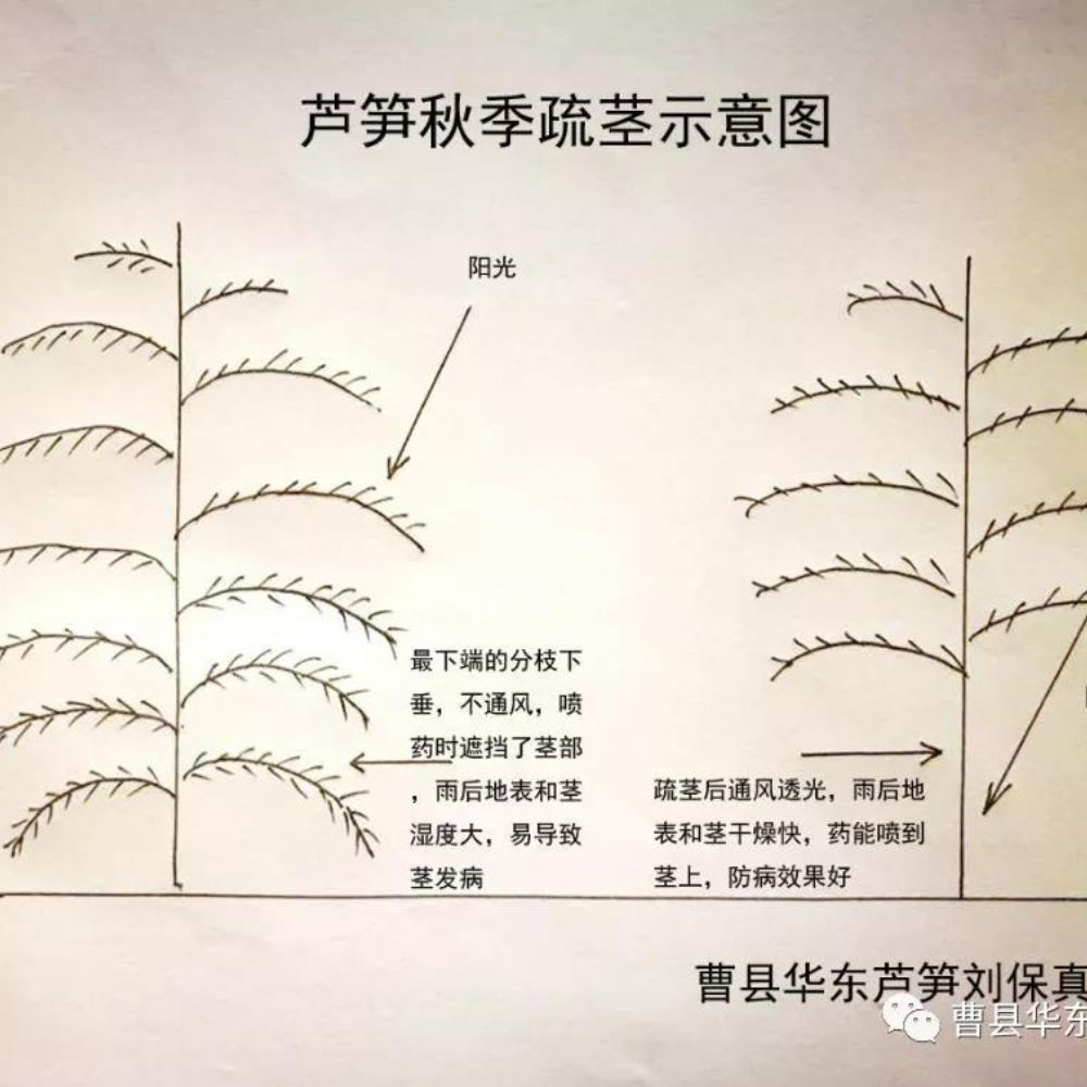 2020《劉保真：跟我學(xué)種蘆筍》之5：綠蘆筍的留母莖采收