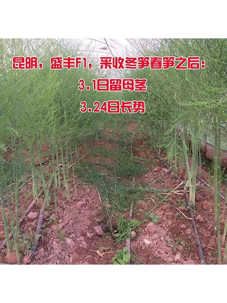 4.4蘆筍留母莖24天的長(zhǎng)勢(shì)