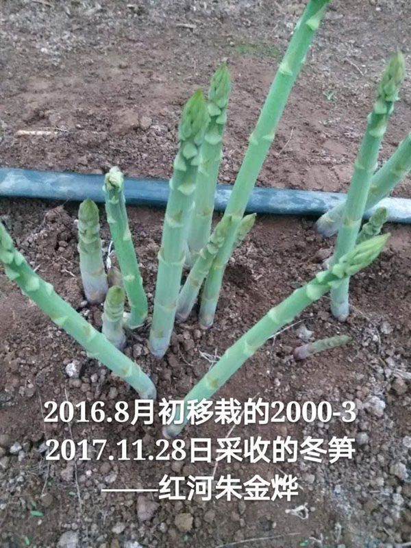 蘆筍怎么種植方法