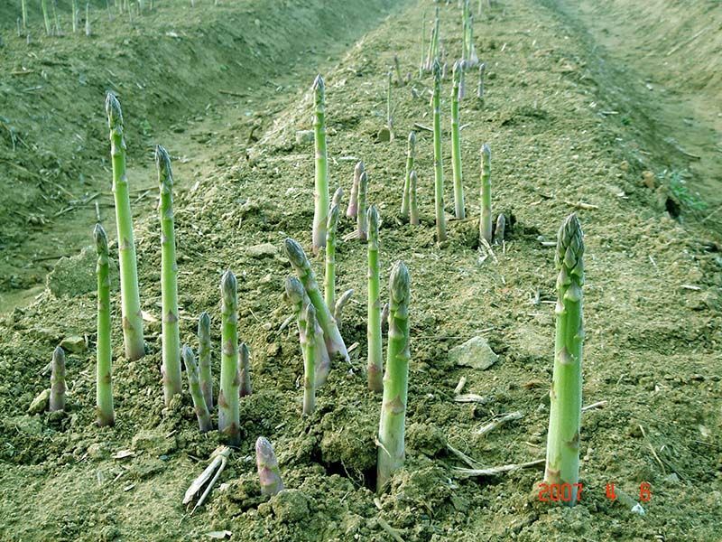 蘆筍種子的種植方法和時(shí)間？